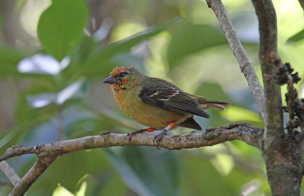 Mauritius Fody - Paul Lewis