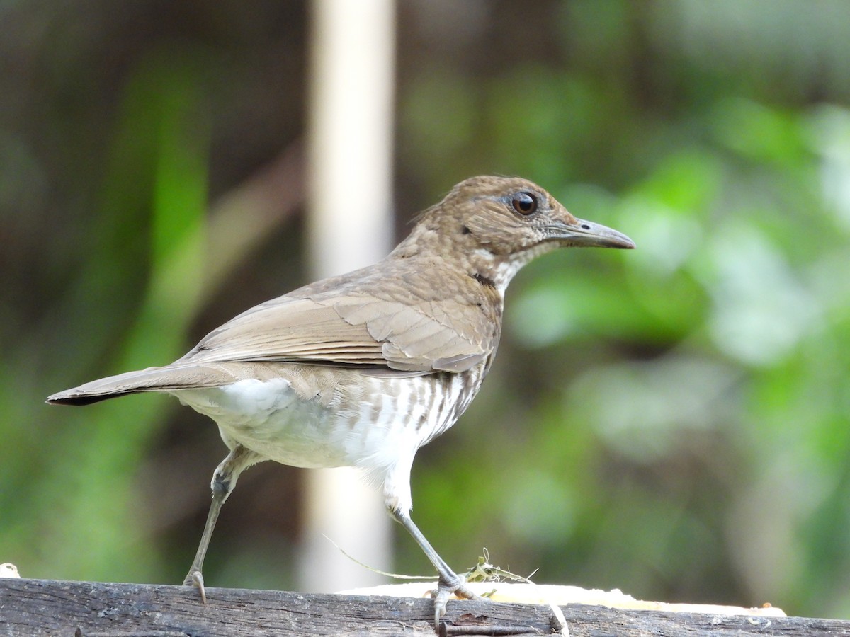 Marañon Thrush - ML625900722