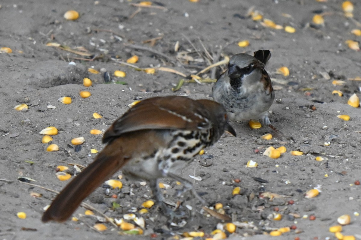House Sparrow - ML625900730