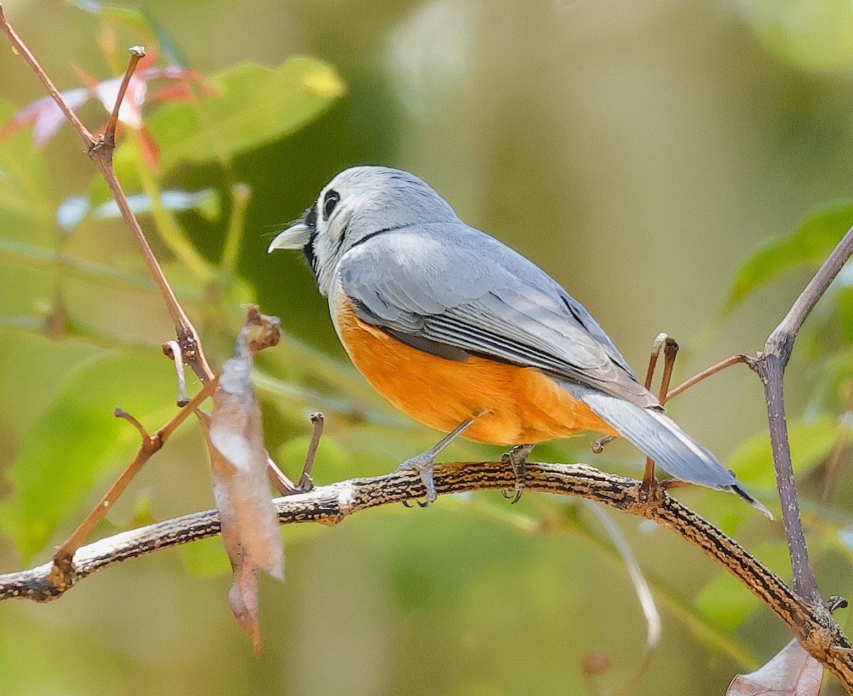 Black-faced Monarch - ML625900754