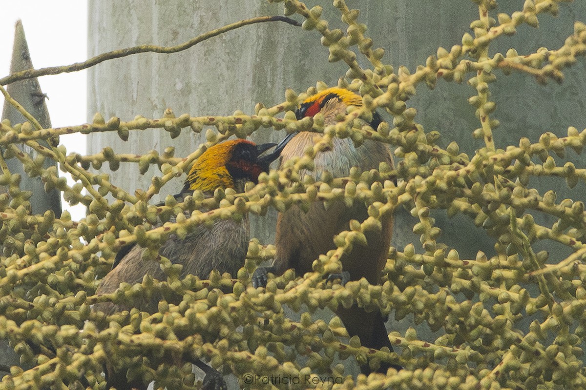 Flame-faced Tanager - ML625900930