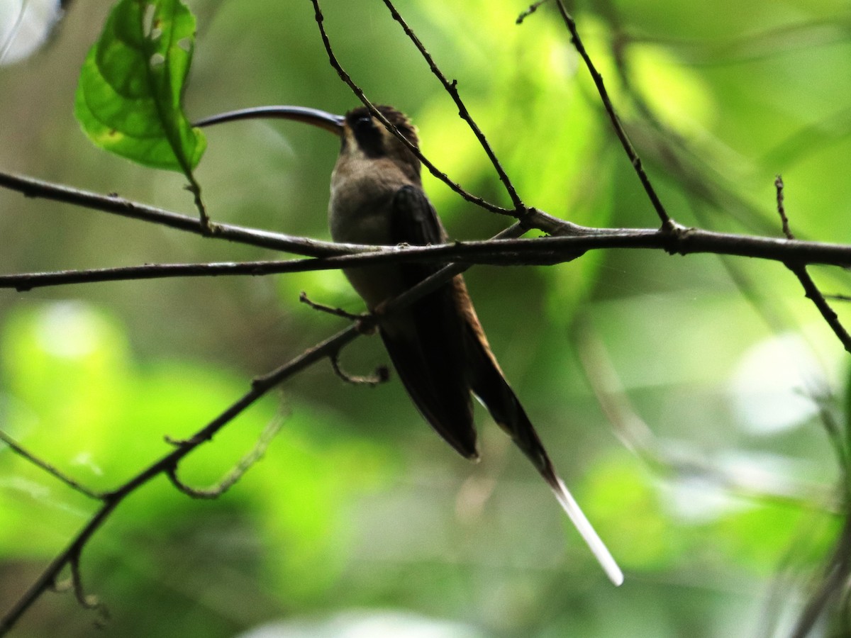 Long-billed Hermit - ML625901254