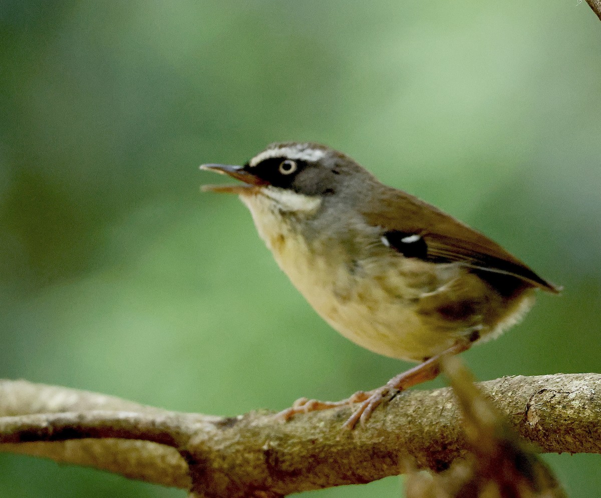 White-browed Scrubwren - ML625901342