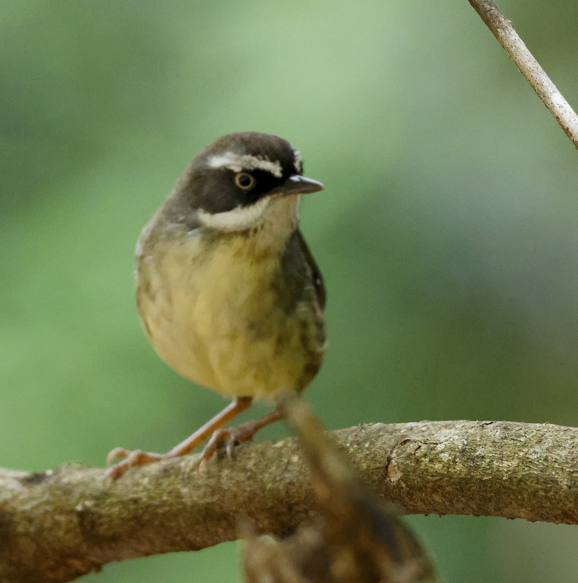 White-browed Scrubwren - ML625901352