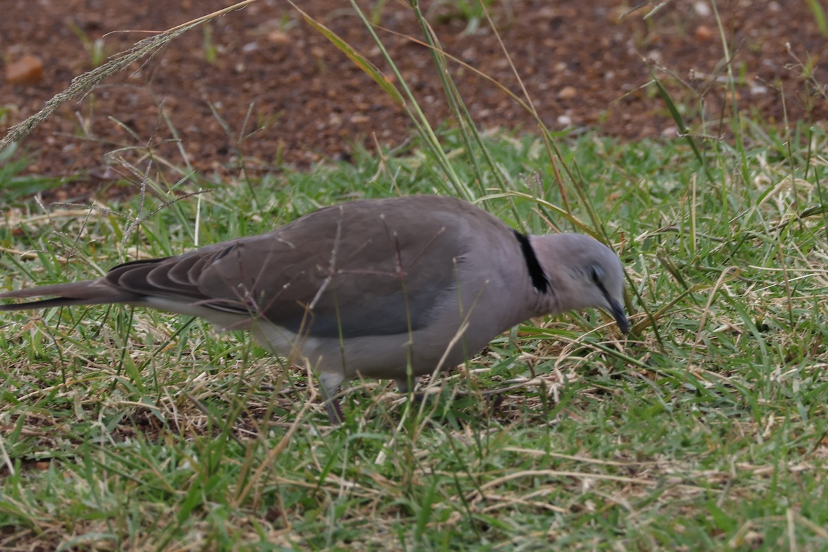 Ring-necked Dove - ML625901371
