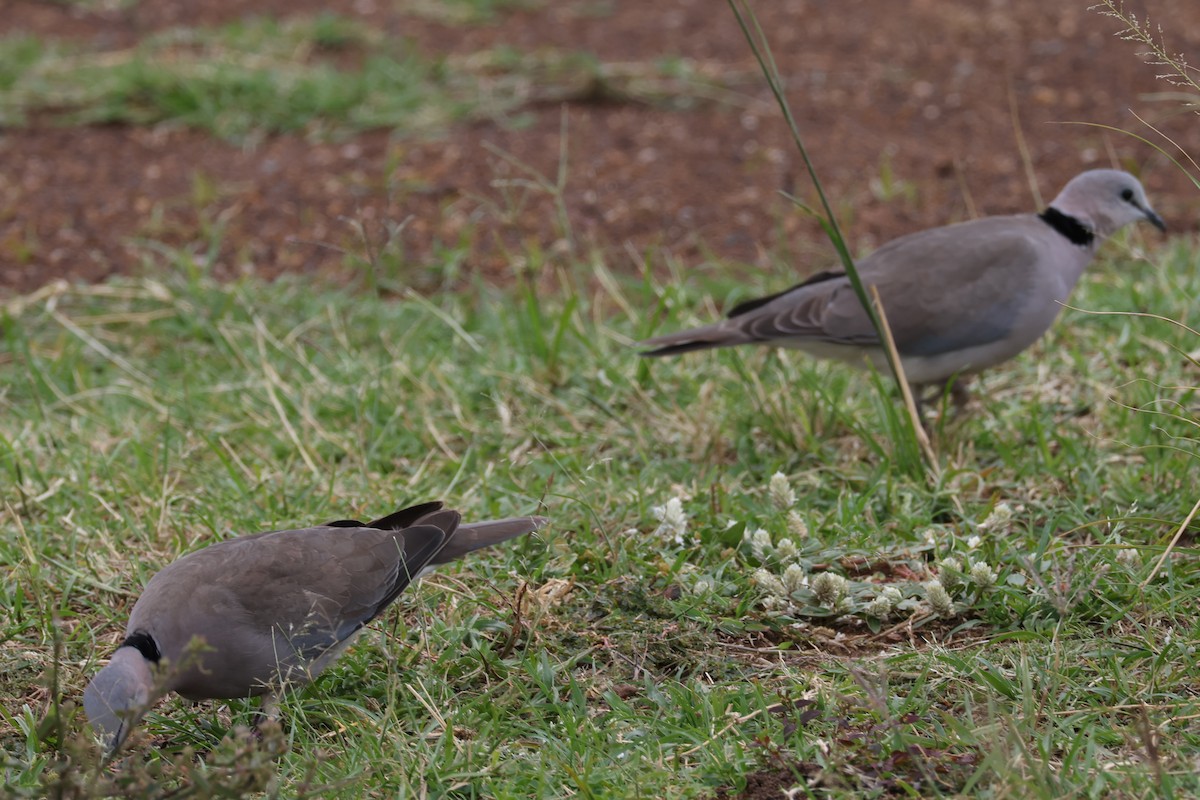Ring-necked Dove - ML625901372
