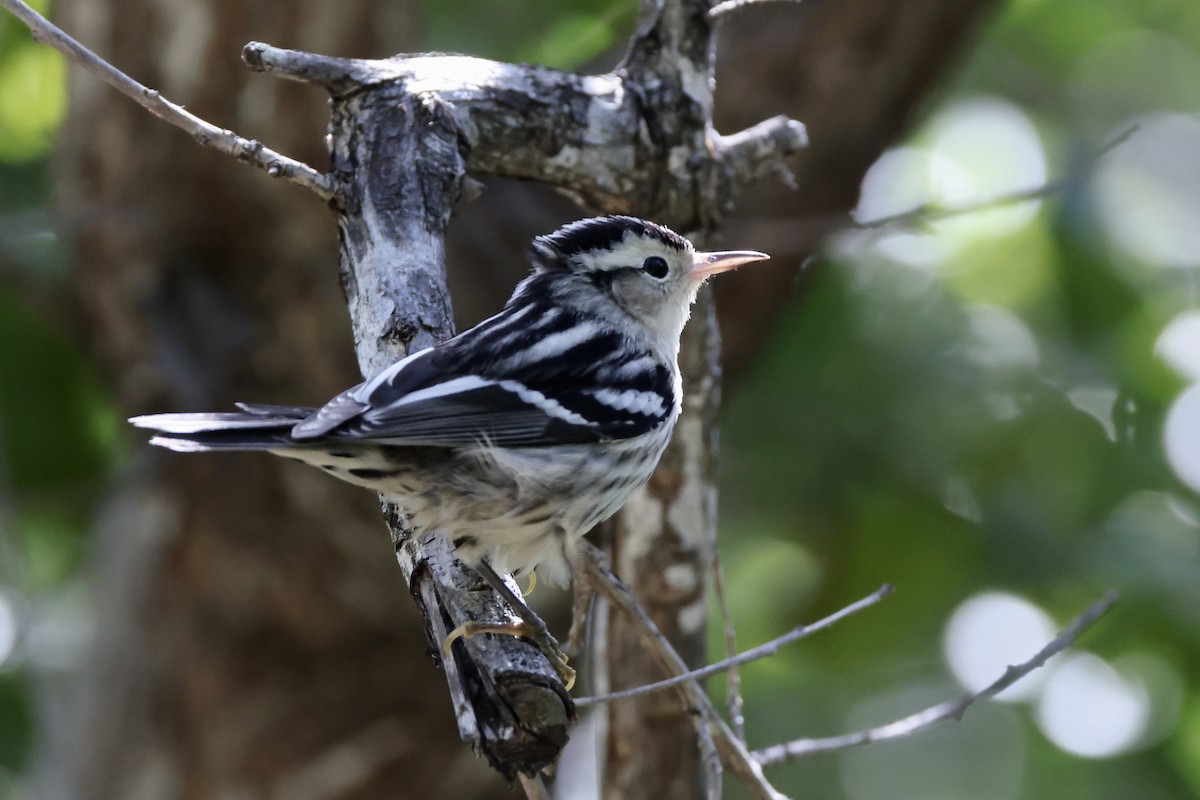 Black-and-white Warbler - ML625901684