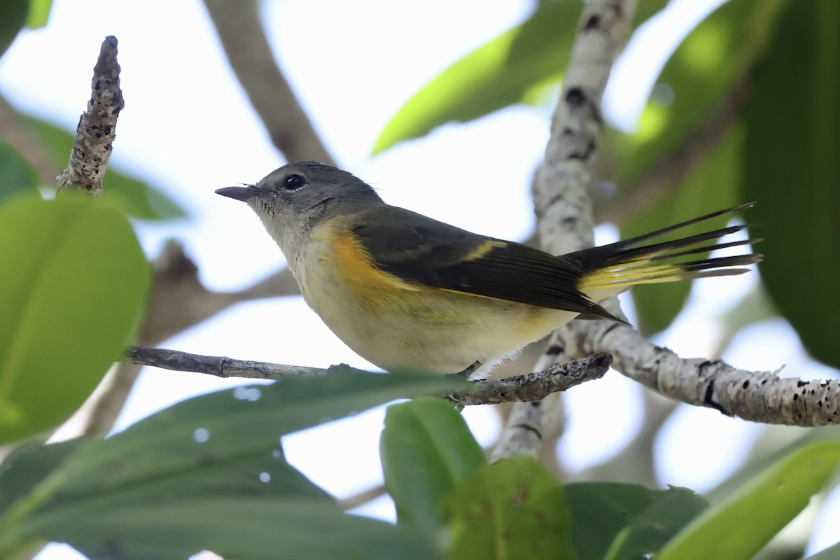 American Redstart - ML625901692