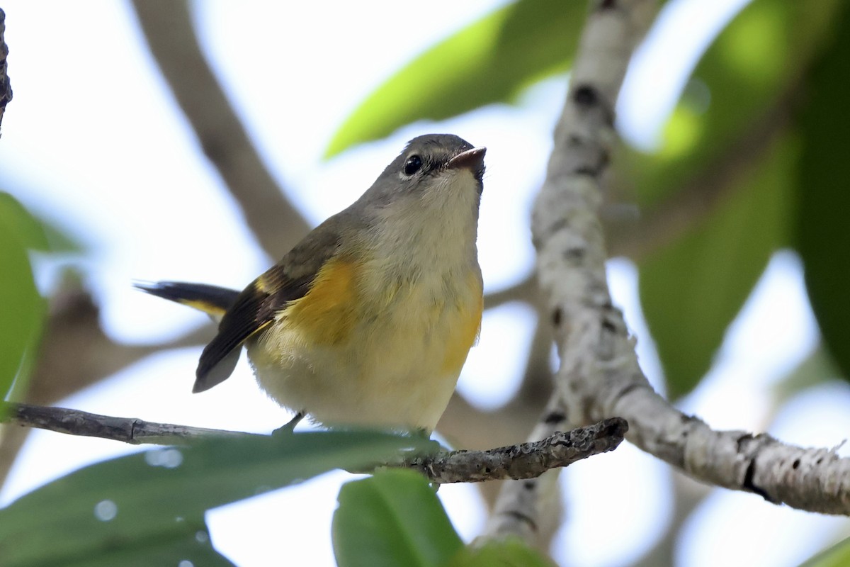American Redstart - ML625901702