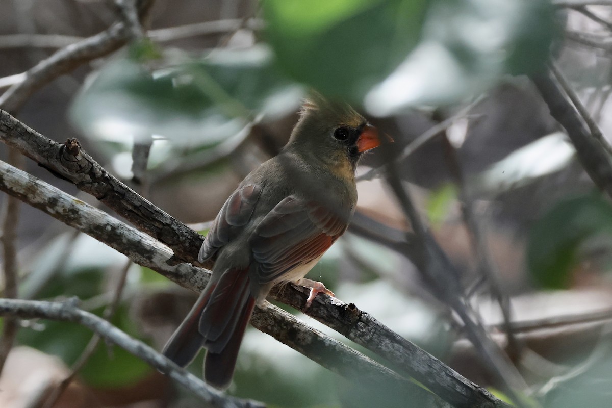 Northern Cardinal - ML625901721