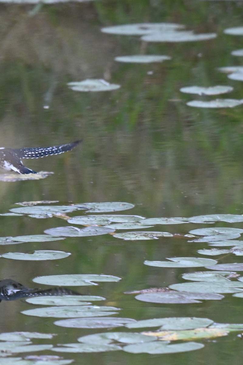 Green Kingfisher - ML625901731