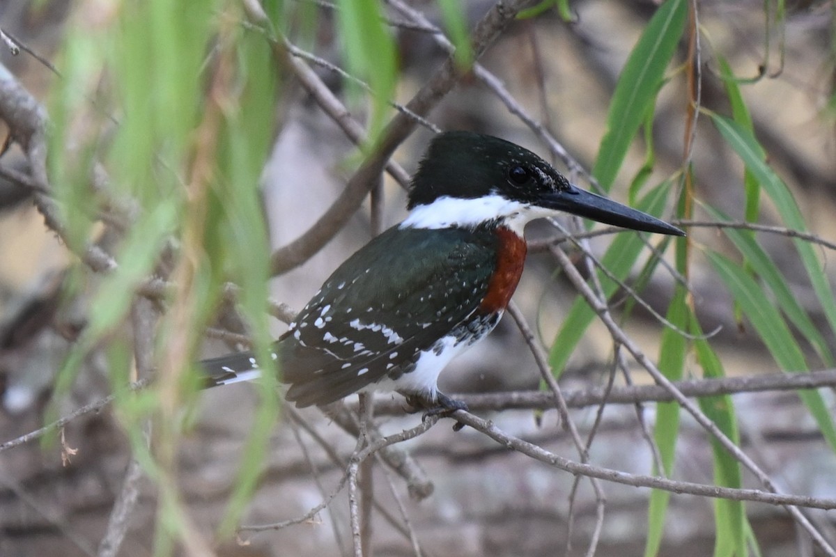 Green Kingfisher - ML625901732