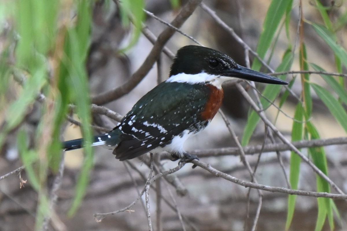 Green Kingfisher - ML625901733