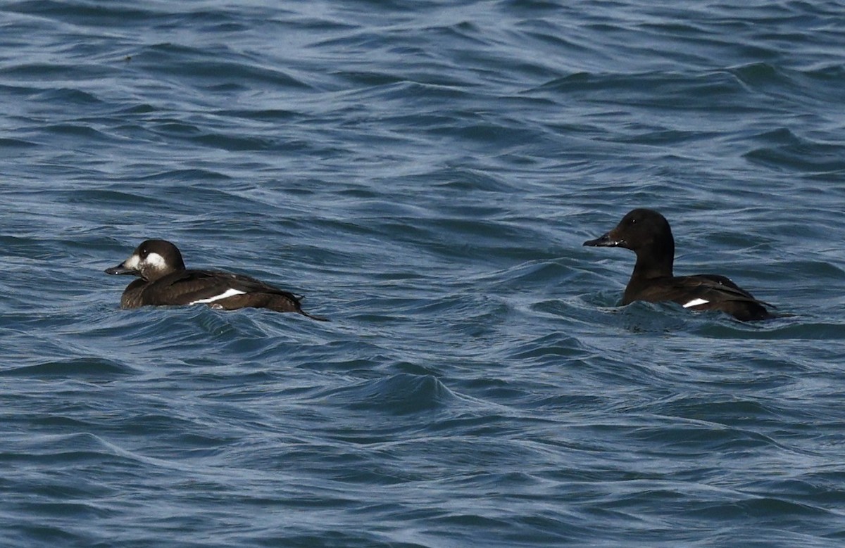 White-winged Scoter - ML625901735