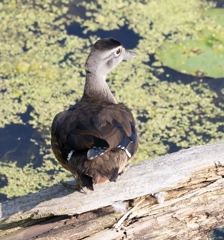 Wood Duck - ML625901737