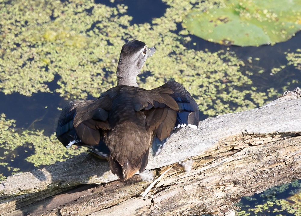 Wood Duck - ML625901738