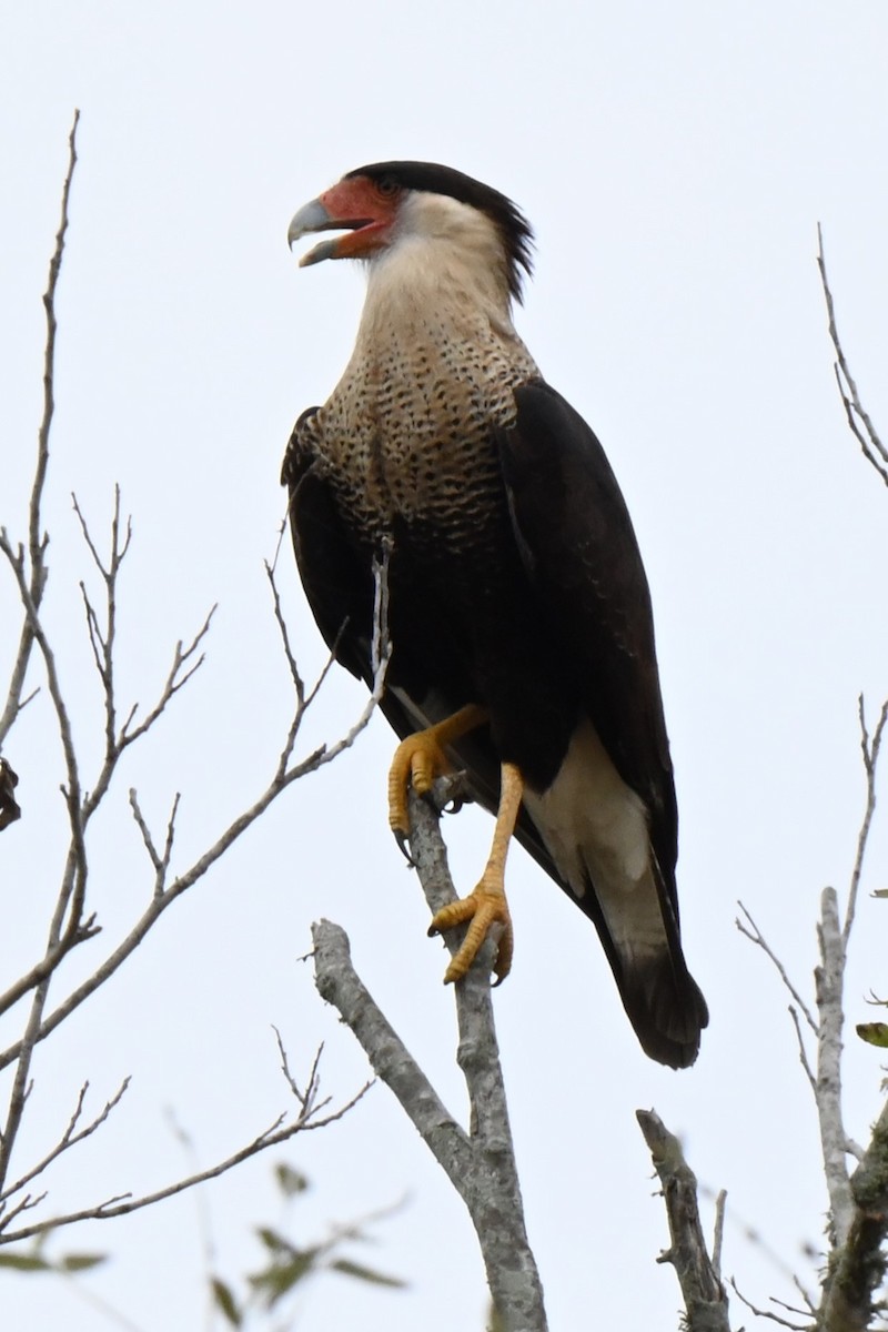 Crested Caracara - ML625901740