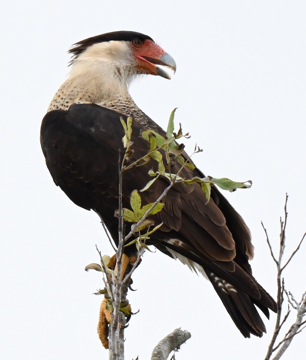 Crested Caracara - ML625901741