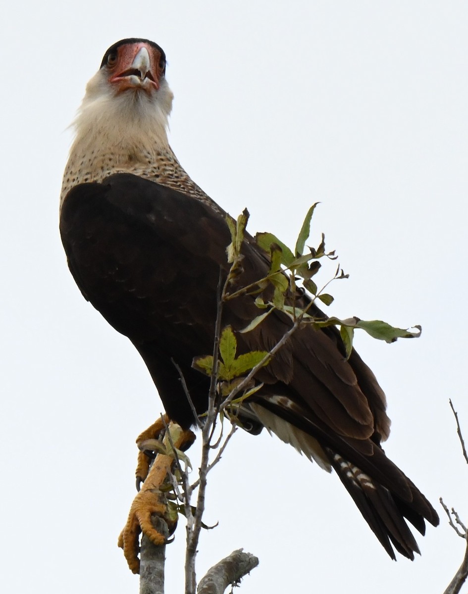 Crested Caracara - ML625901742