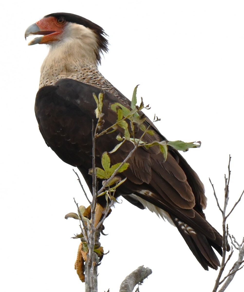 Crested Caracara - ML625901743