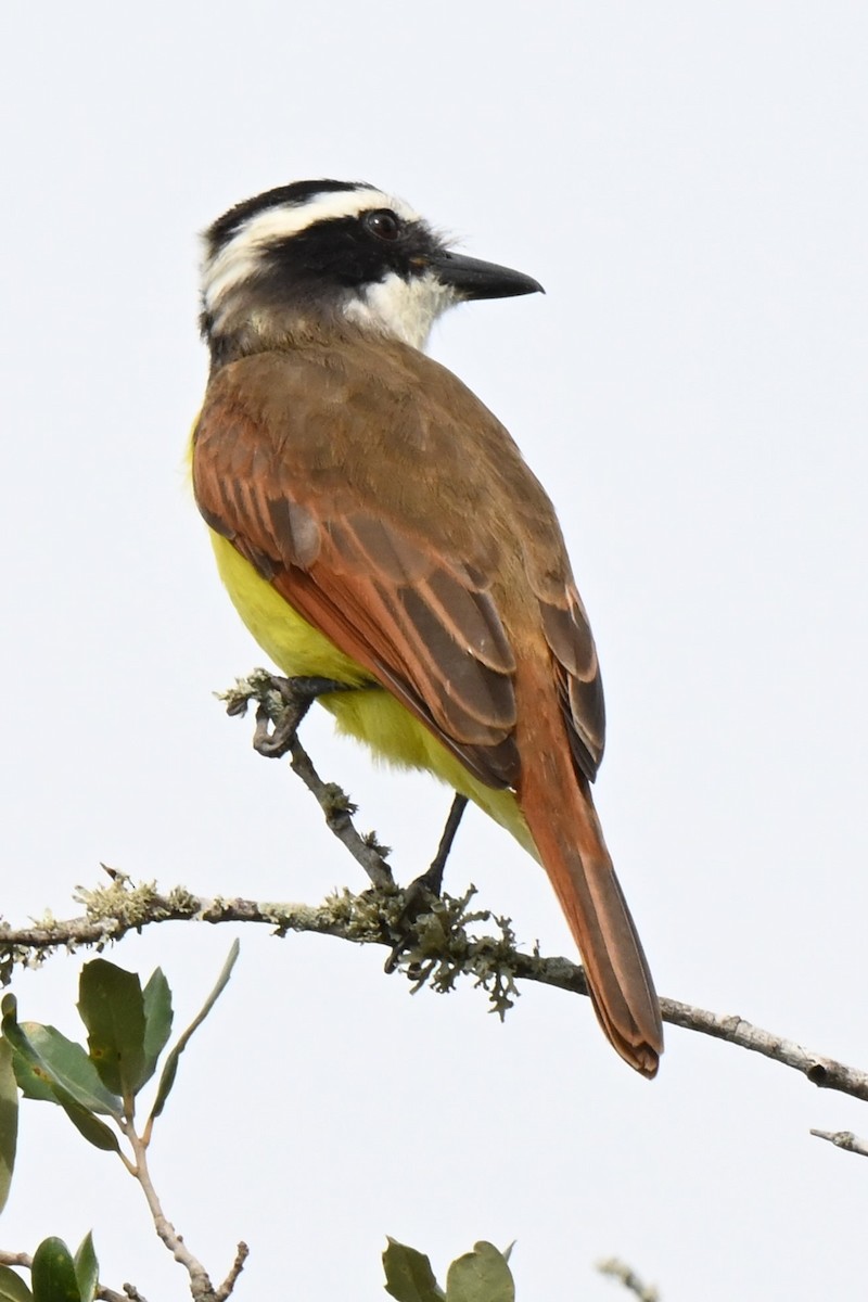 Great Kiskadee - ML625901746