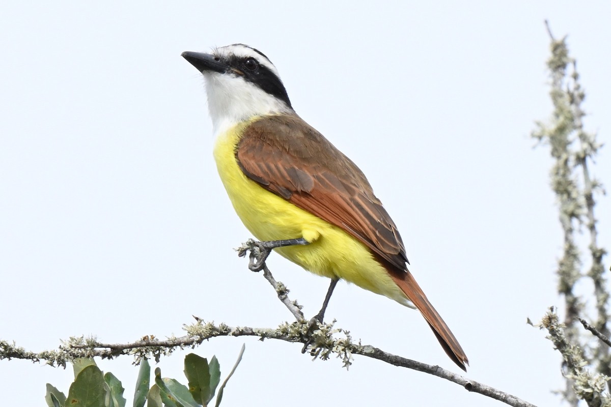 Great Kiskadee - ML625901747