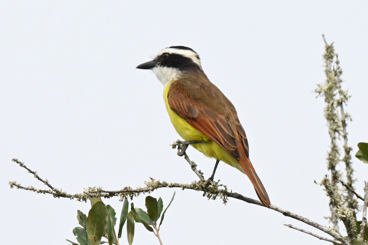 Great Kiskadee - ML625901748