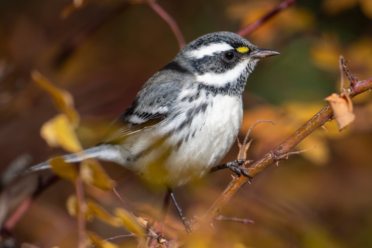 Black-throated Gray Warbler - ML625901751