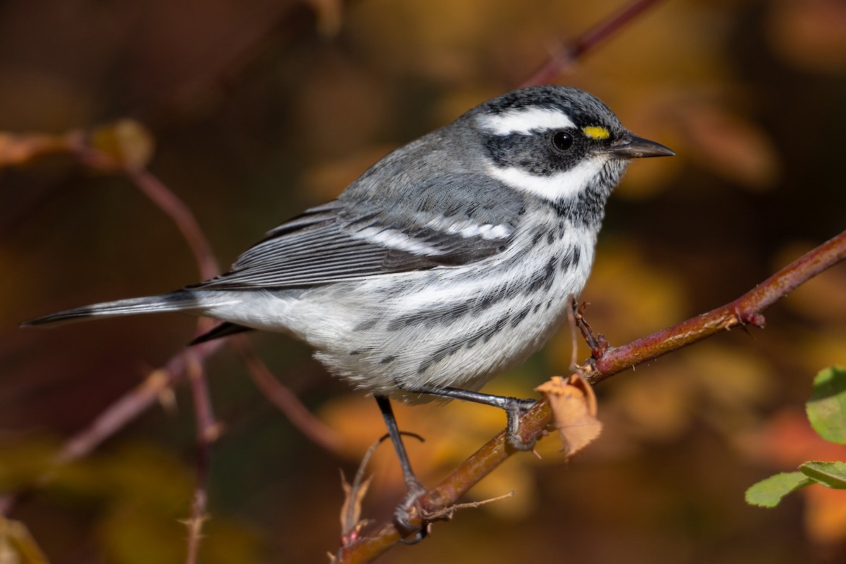Black-throated Gray Warbler - ML625901753