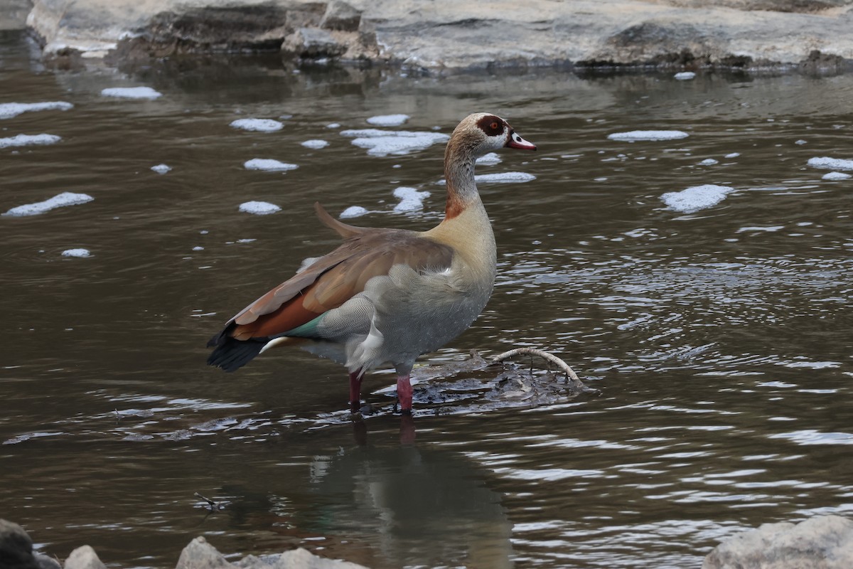 Egyptian Goose - ML625901784