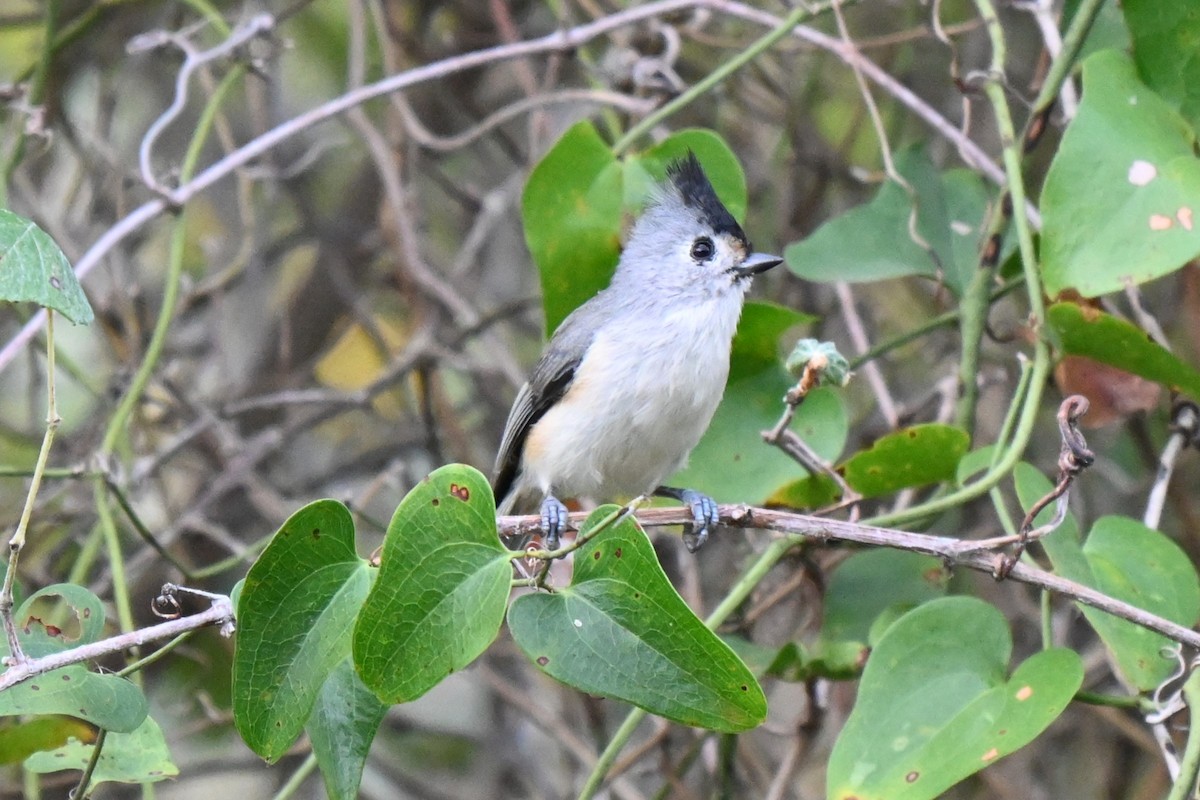 Black-crested Titmouse - ML625901804