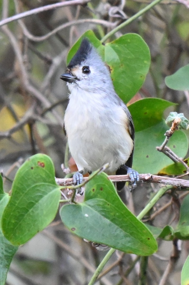 Black-crested Titmouse - ML625901805