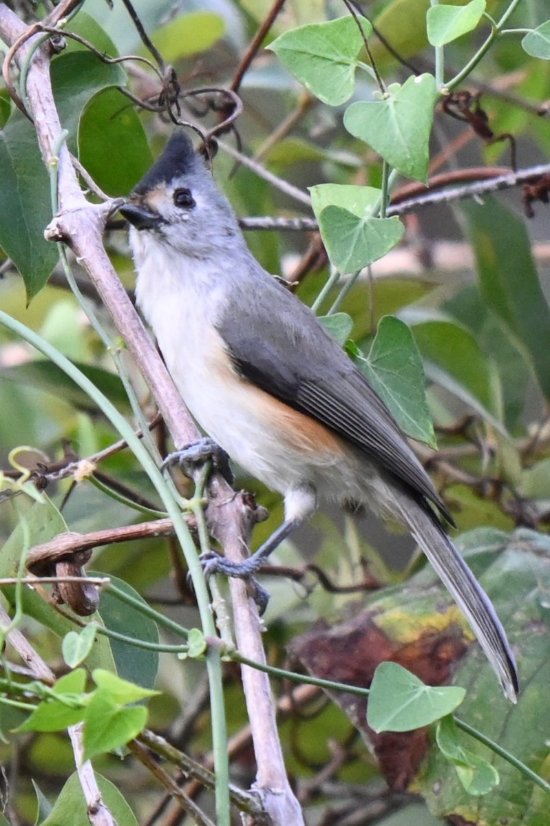 Black-crested Titmouse - ML625901806