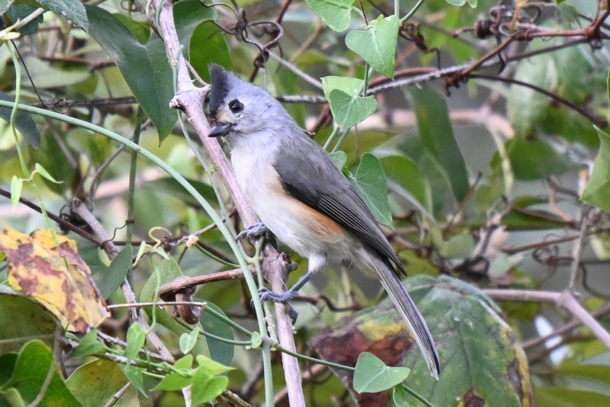 Black-crested Titmouse - ML625901807