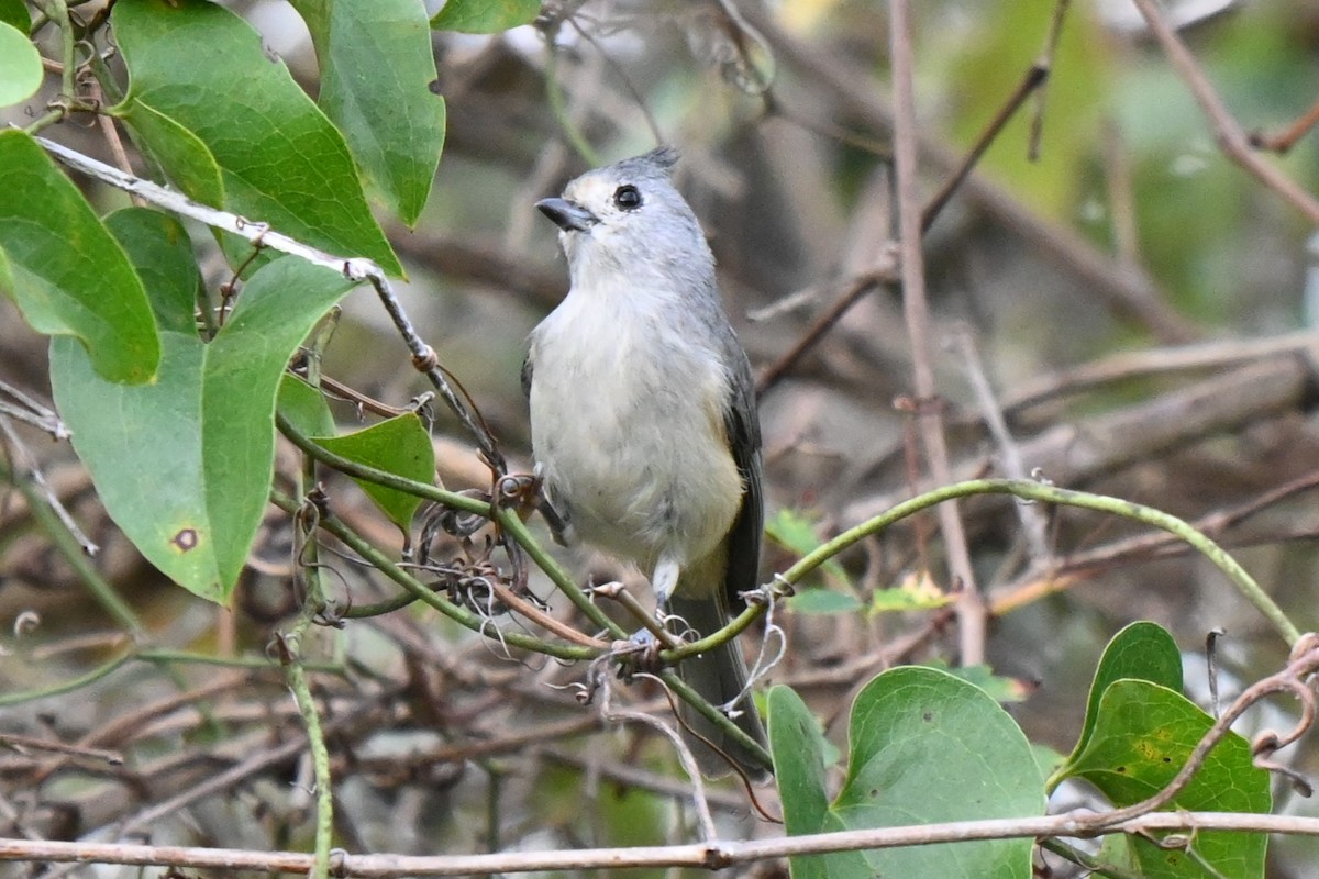 Black-crested Titmouse - ML625901808