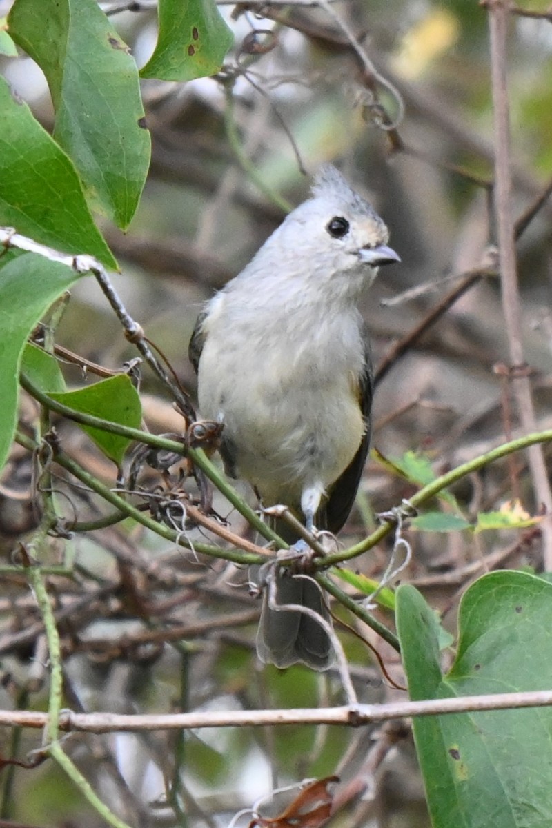 Black-crested Titmouse - ML625901809