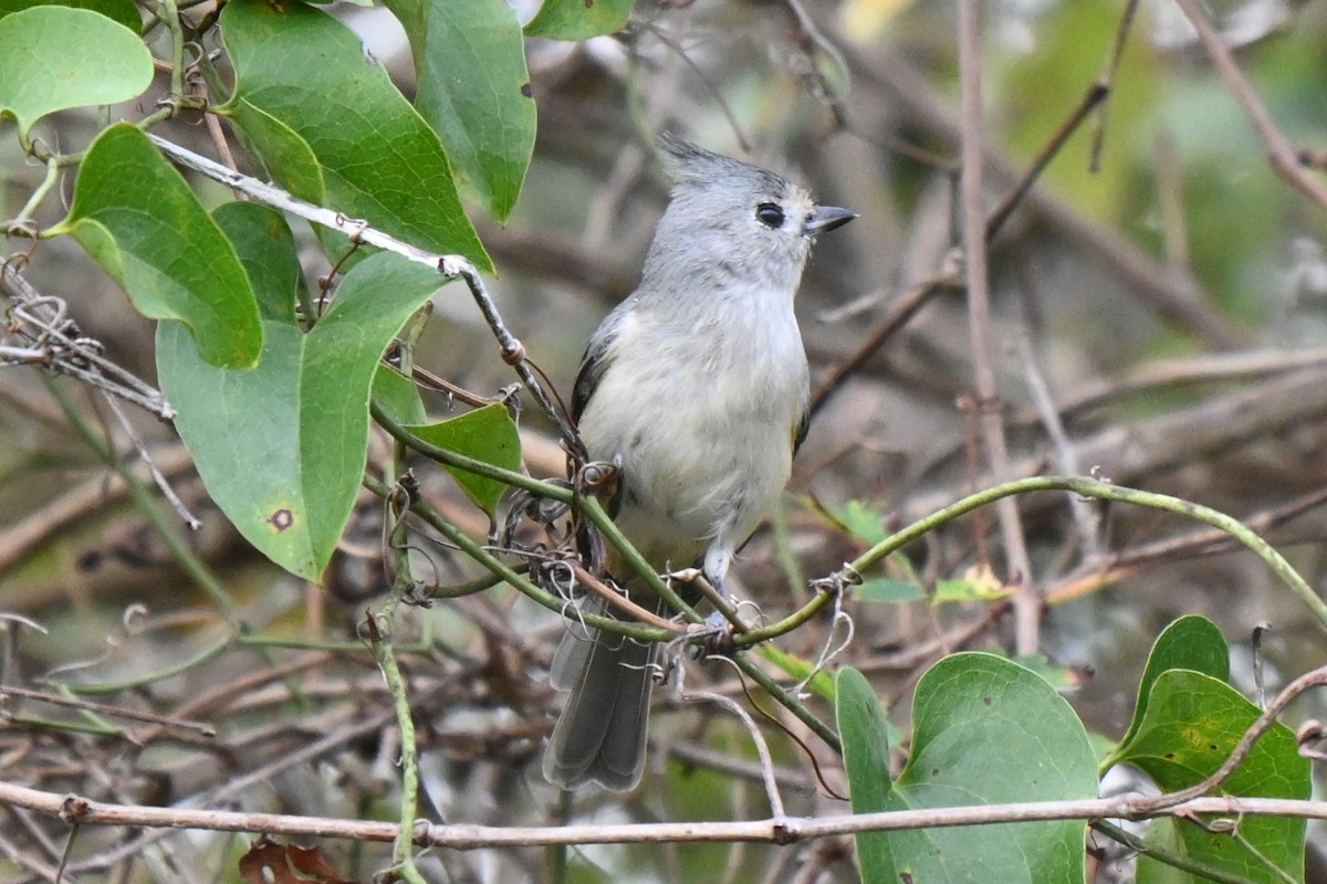 Black-crested Titmouse - ML625901810
