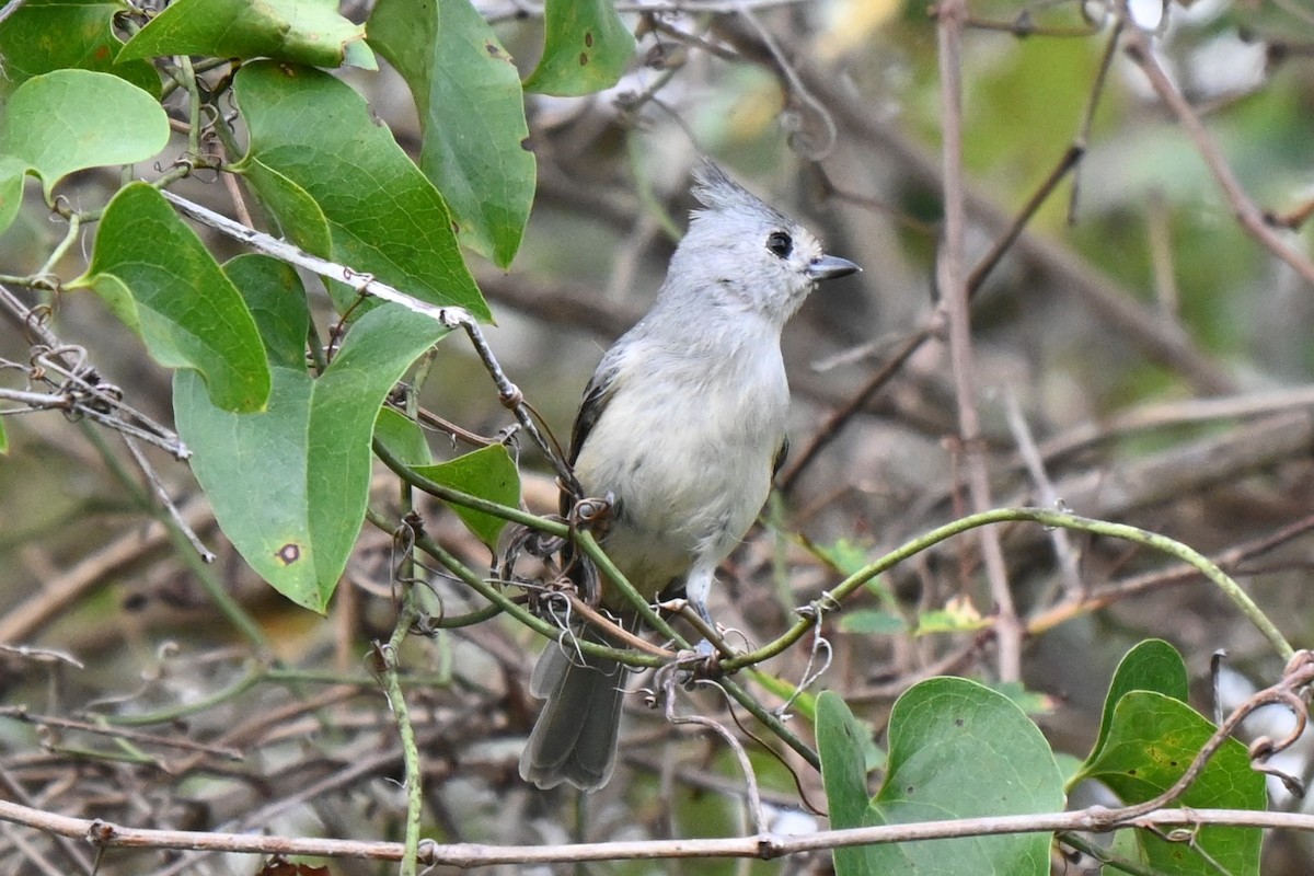 Black-crested Titmouse - ML625901811