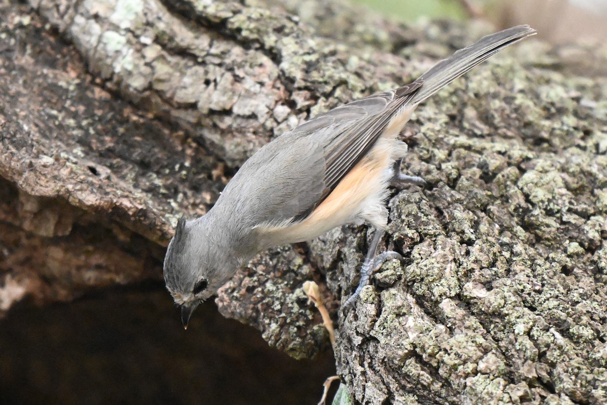 Black-crested Titmouse - ML625901813