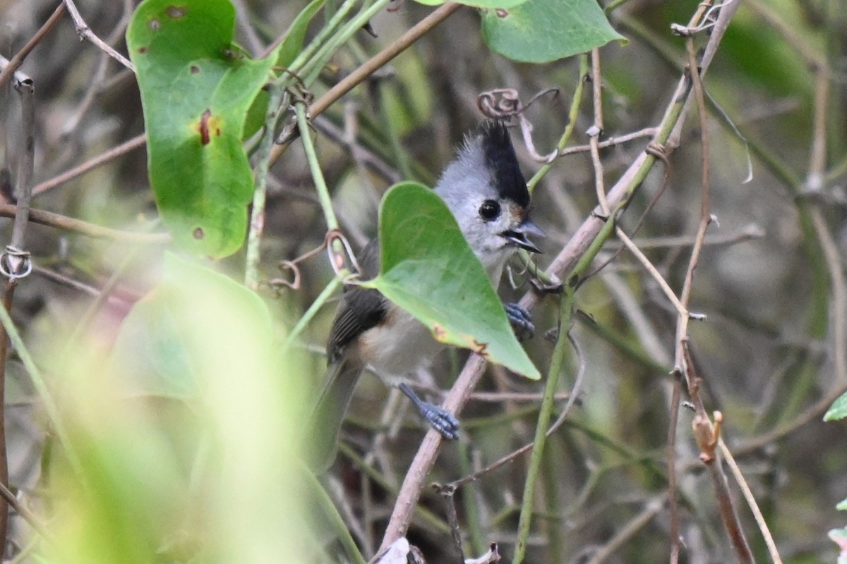 Black-crested Titmouse - ML625901814