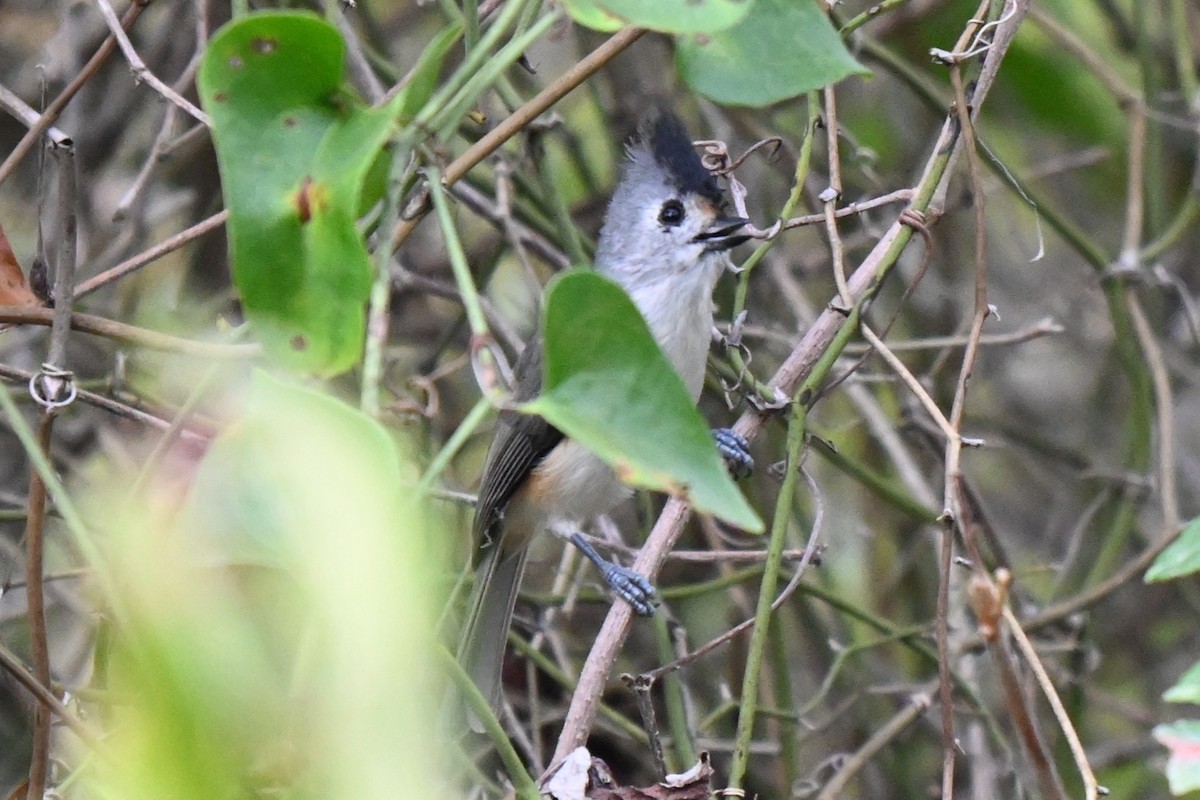 Black-crested Titmouse - ML625901815