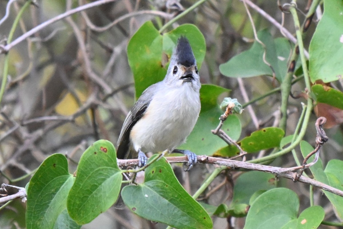 Black-crested Titmouse - ML625901816