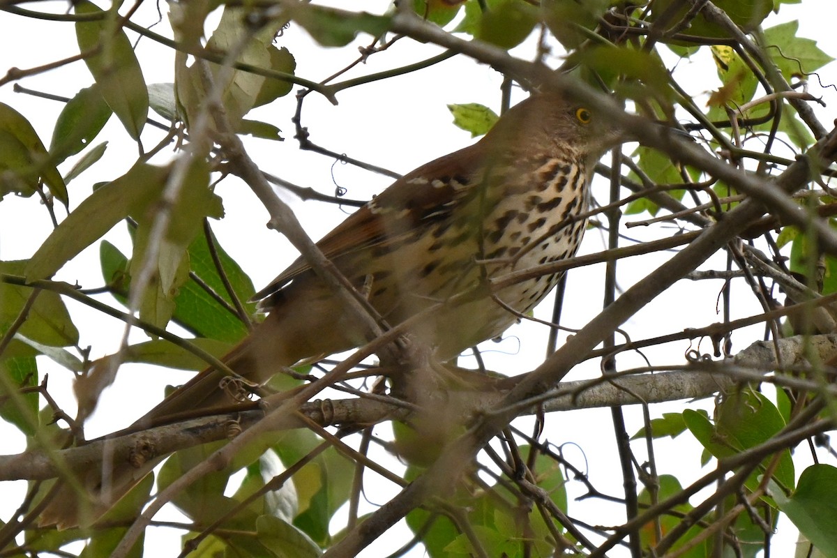 Long-billed Thrasher - ML625901829