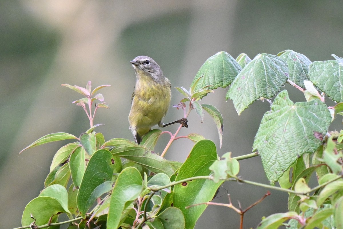 Orange-crowned Warbler - ML625901841