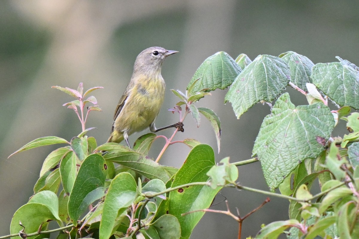 Orange-crowned Warbler - ML625901842