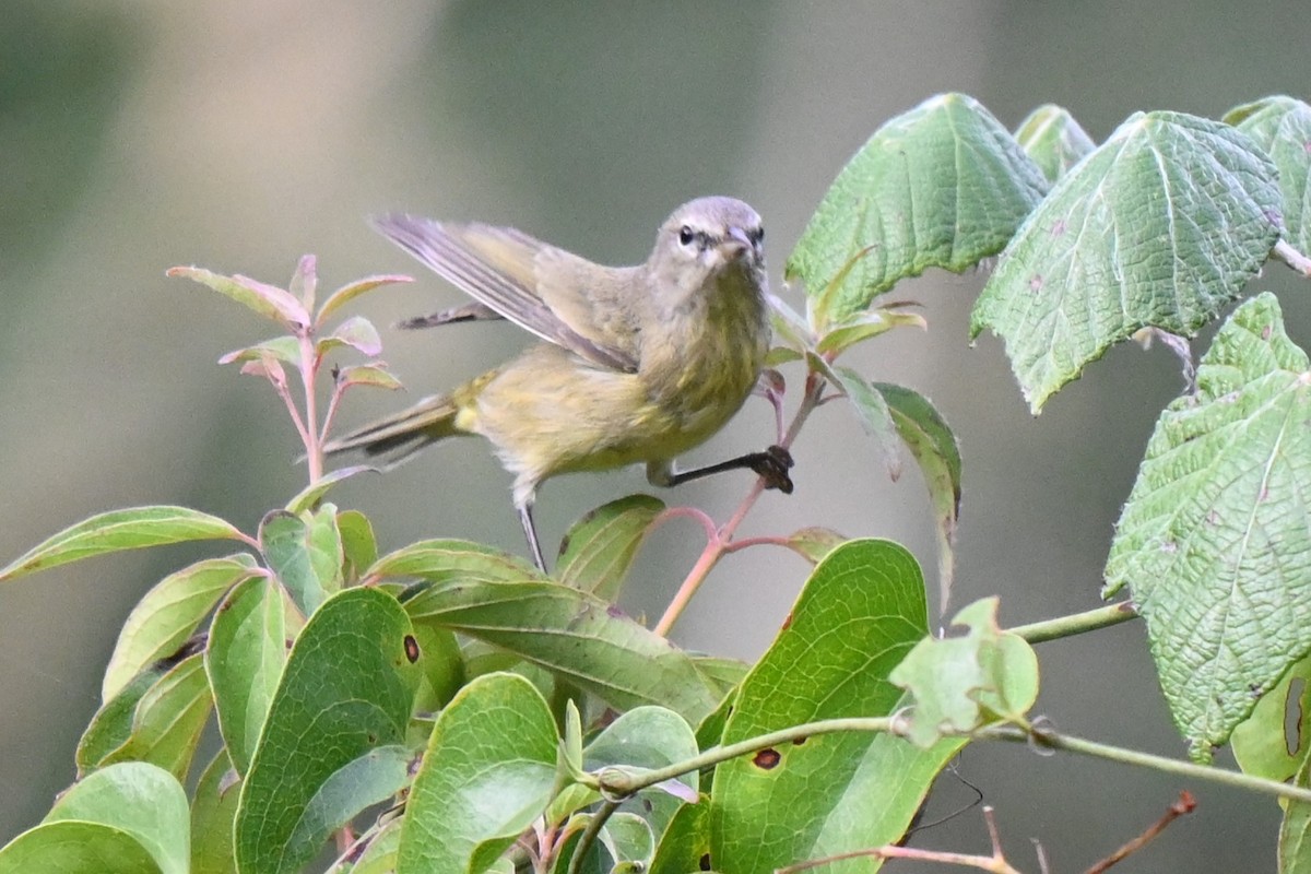 Orange-crowned Warbler - ML625901843