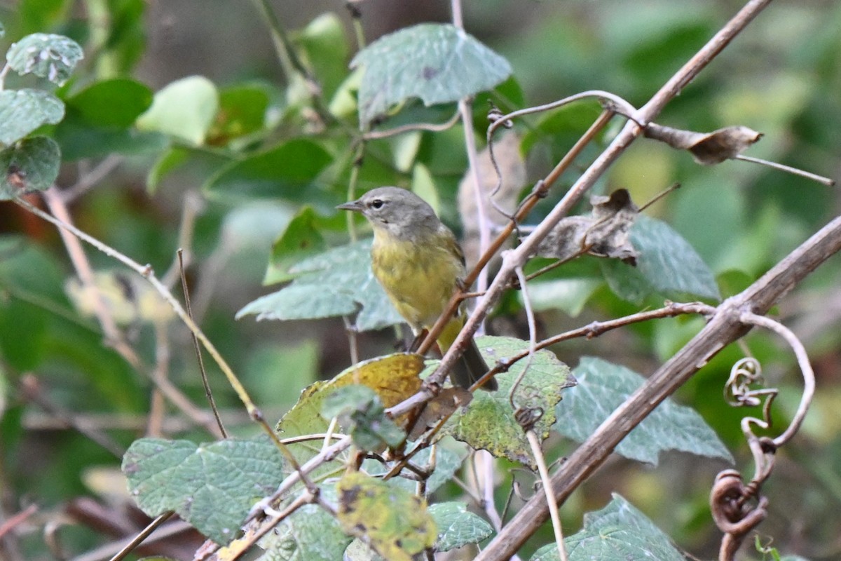 Orange-crowned Warbler - ML625901866