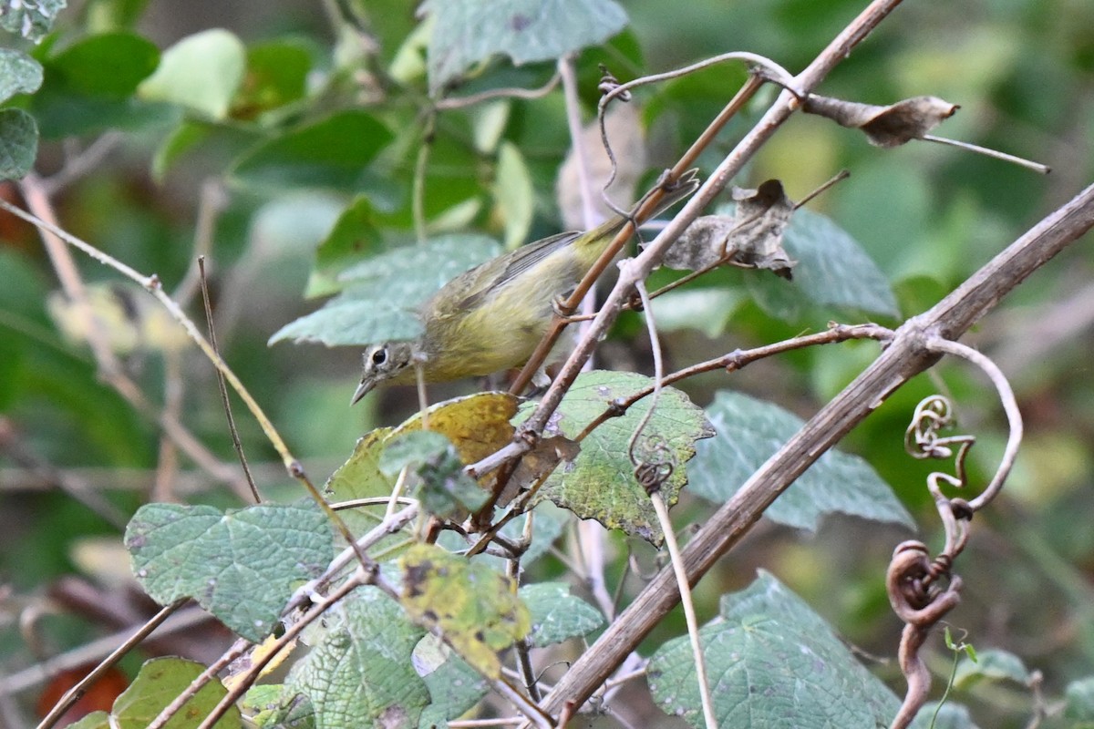 Orange-crowned Warbler - ML625901867