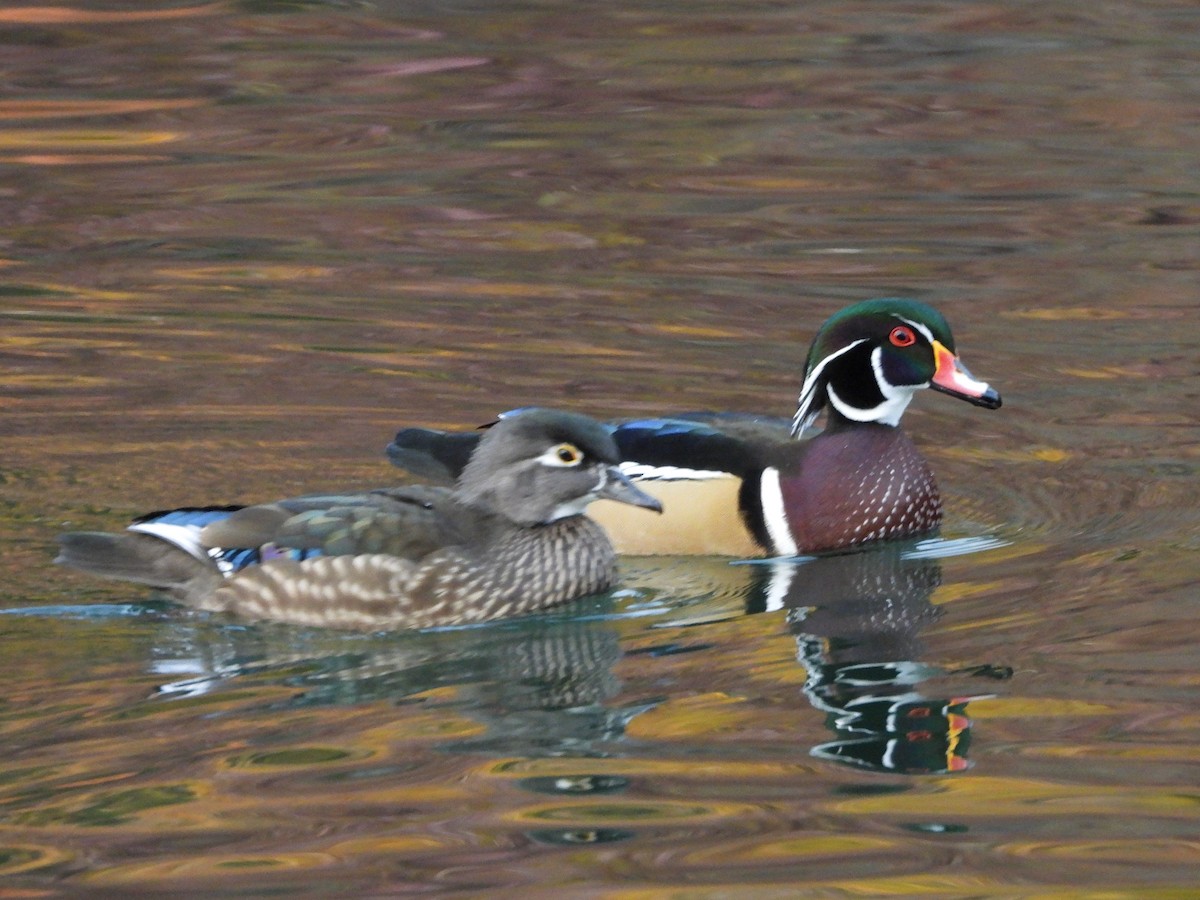 Wood Duck - ML625902026