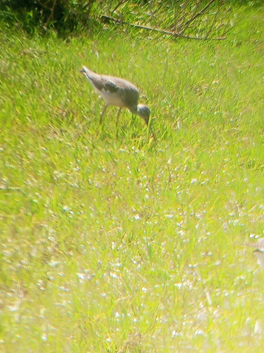 Greater Yellowlegs - ML625902046